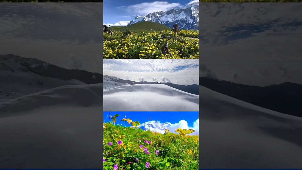 Nepal Himalaya in different season || Step into the flowers bloom as nature's poetry || 