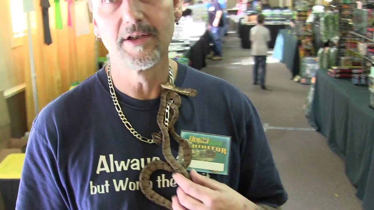 Amazon Tree Boa at Repticon Jacksonville YouTube