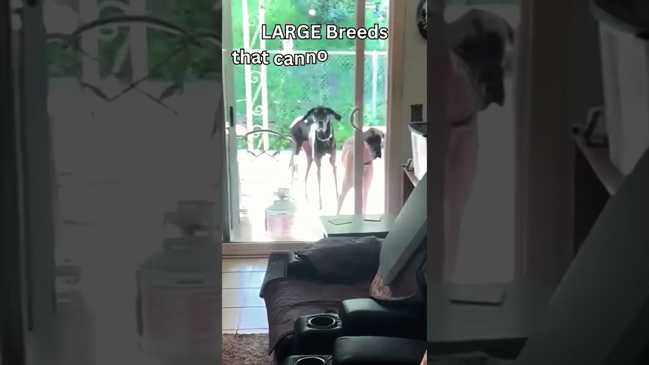 Every Breed, Every Size! Pure Pet Freedom with SmartSlydr!