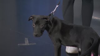 PAWS Chicago | Adopt-A-Pet