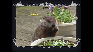 “Prince”, an adorable woodchuck (groundhog), ate all Flowers!