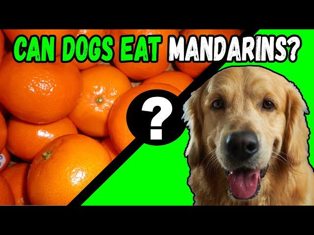 Can Dogs Safely Enjoy Mandarin Oranges: A Comprehensive Guide 3 sddefault