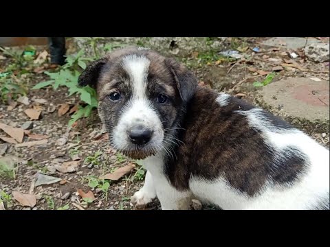 Video: Bayaran Anak Anjing - Kos Penggunaan Anjing - Berapa Banyak Adopsi Anjing