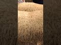 حولي الأضحية