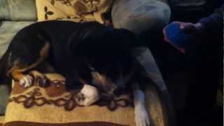 My dog doesn't like the blue hedgehog by Naddele12 190 views 12 years ago 37 seconds