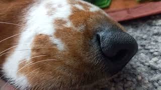 When a sleeping hound is a happy hound! by Blossom the Basset Hound 2,092 views 1 month ago 38 seconds