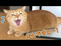 今日中に痩せろ！？？ぽっちゃり猫にあげるアイスはありません！！