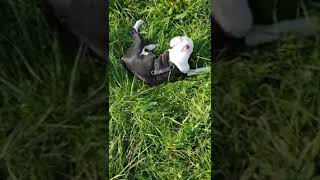 Hündin Konstanze Ist Glücklich Feel Happy