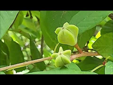 가침박달나무