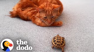 Cat Cant Believe When His Mom Brings A Tortoise Home The Dodo