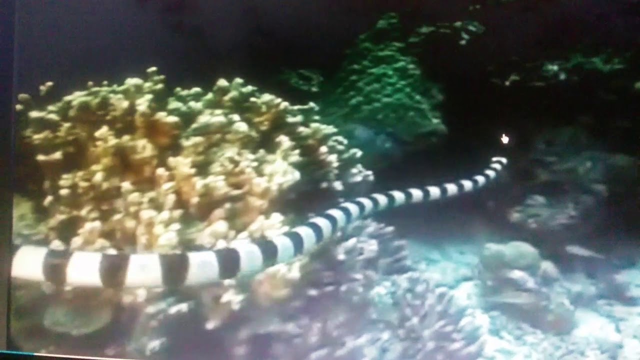 Sea Snake VS Moray Eel On Y8 Video YouTube