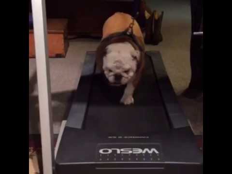 Gerald the Bulldog working out. camera iphone 8 plus apk