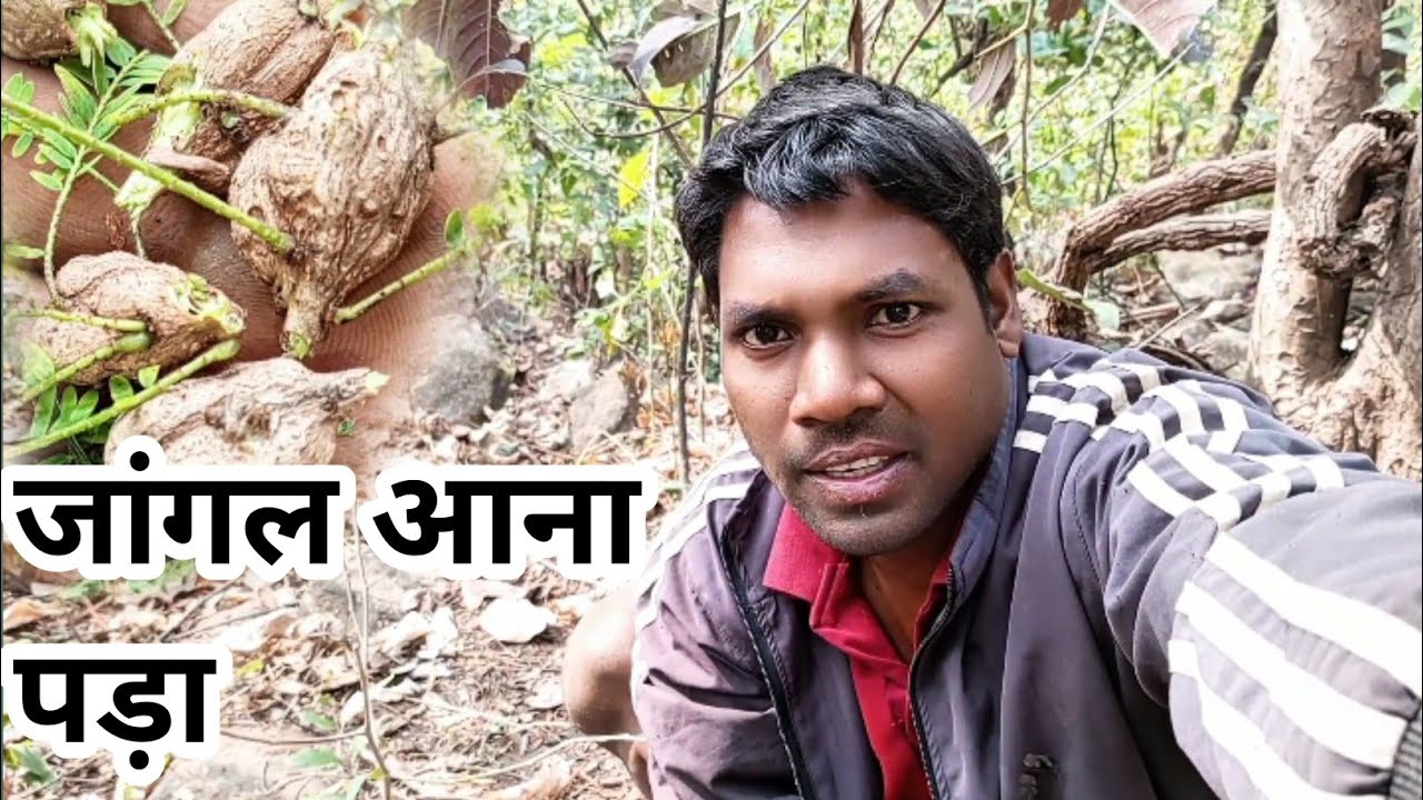 बीमारी ने मजबूर किया जंगल जाने को, मिली आयुर्वेदिक दवा 🌿