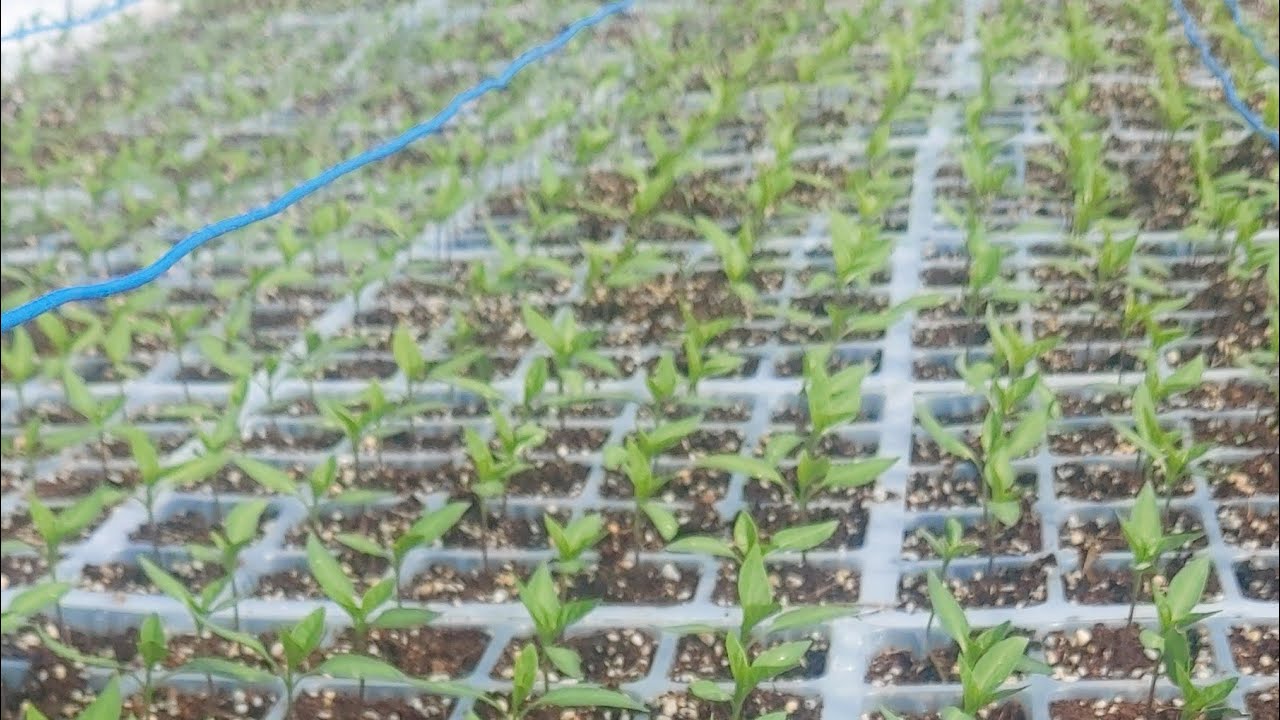 TAMBAY MUNA TAYO DTO SA GREENHOUSE NG CHILI!! #CHILIFARM #FARMER #NATURE #SOUTHKOREA