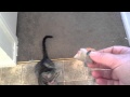 Kitten plays fetch