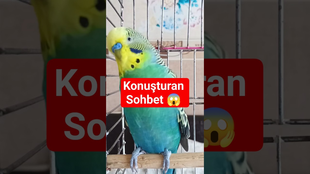 Muhabbet Kuşu Konuşturma #muhabbetkuşu #konuşankuş #birds #parrot #vogel #budgies