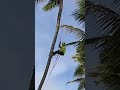 SPIDER-MAN ALLE HAWAII
