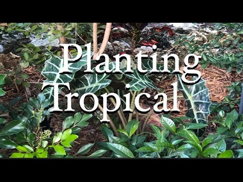 Planting Tropical Plants Garden Planning How To Plant Bromeliads