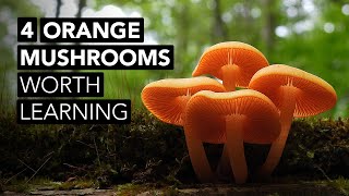 4 Orange Mushrooms Worth Learning