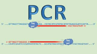 H μέθοδος PCR (αλυσιδωτή αντίδραση πολυμεράσης): για αρχάριους και όχι μόνο