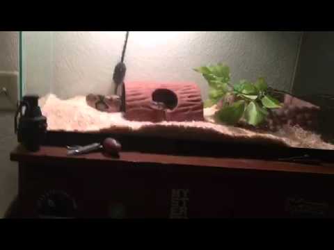  3 common problems with reptiles