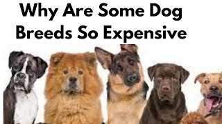 Why Are Some Dog Breeds So Expensive?