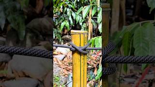 Constrictor Knot on a Post : Simple,Tight and Super Secure ✅#shortvideo #knot #knotstutorial