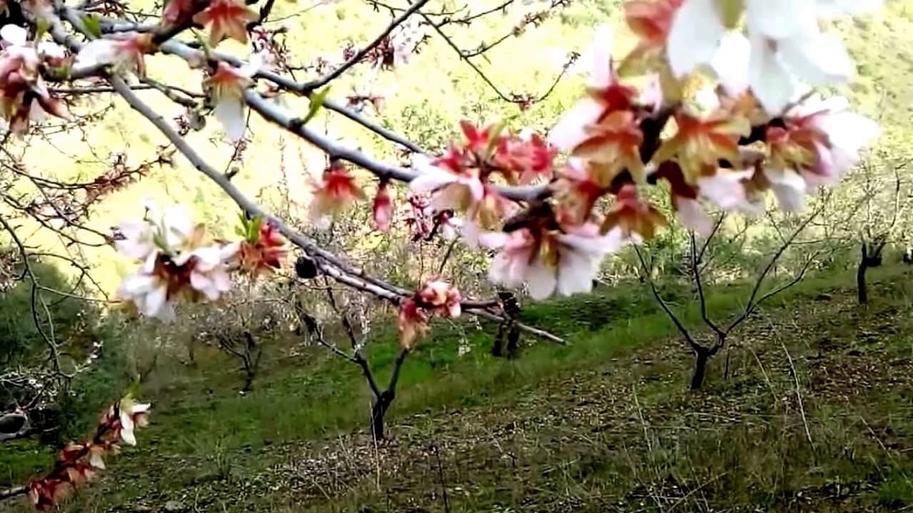 almendros marcona en flor en febrero YouTube