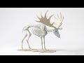 The Fatal Intersection  Extinction of the Giant Deer