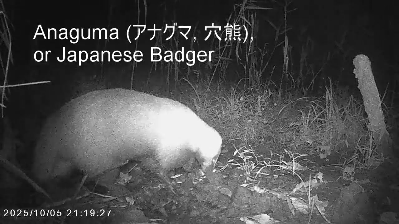 Anaguma (アナグマ,穴熊) or Japanese Badger foraging for Food - YouTube