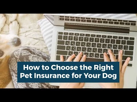 Comment choisir le bon Pet Insurance | Animaux prudent