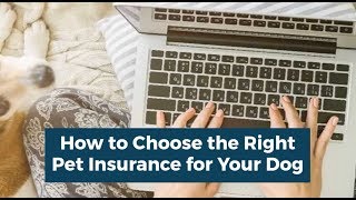 How to Choose the Right Pet Insurance | Prudent Pet