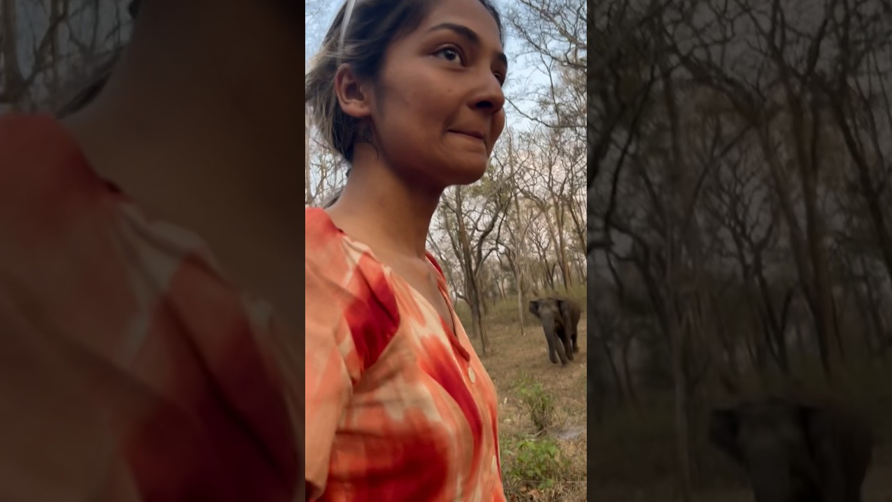 Driving through the savannah, a majestic herd of elephants 