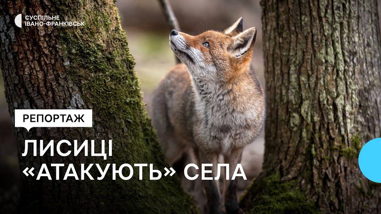 На Івано-Франківщині зросла популяція хижих тварин: що відомо