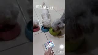 紐崔斯1071005弟弟小米娃娃體驗