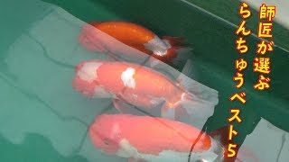 【らんちゅう日記#2】師匠厳選！師匠のらんちゅうベスト５！！