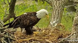 Decorah Eagles 5-7-23, 5 pm HM to the nest, feeds nestovers, DH2 wingercizes
