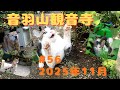 音羽山観音寺#56　2025年・霜月