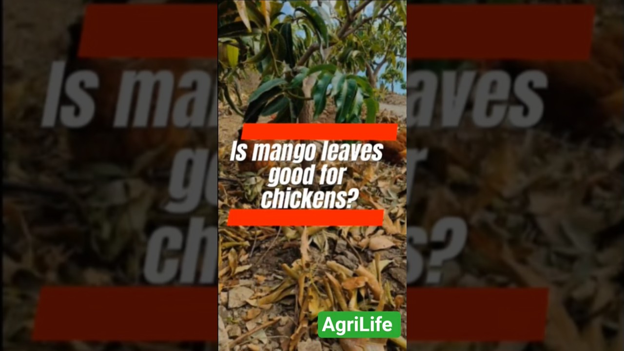 Is Mango leaves good for chickens?