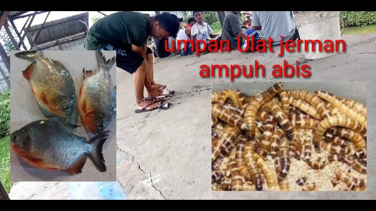 Ini umpan ikan bawal ulat jerman yg paling ampuh