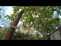 The Breeze In The Trees (HD Version)