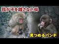 【悲報】生まれてすぐに旅立った赤ちゃんを抱っこし続ける母猿💧パンチ君は何を想うのだろう‥