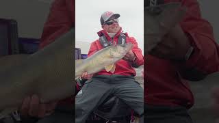 Catching Walleyes 2 #fishing #walleyefishing #bassfishing