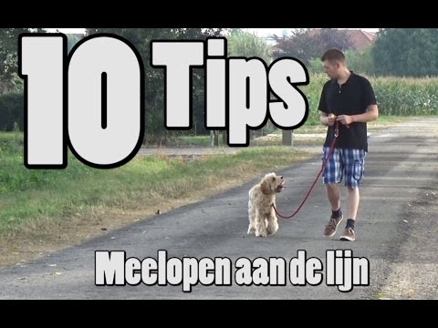 Video: Is het te heet om met je hond te lopen? Hier is een makkelijke manier om erachter te komen