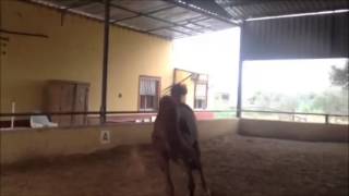 ORINOKO YEGUADA SIMON