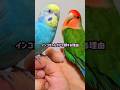 インコちゃんがドヤ顔する理由