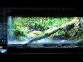 Vivarium frog tank. View at your own risk.