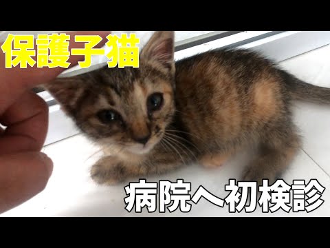 【保護子猫】保護した子猫を病院へ初検診に行きました！目やにとくしゃみが続いていたので結果は・・！？