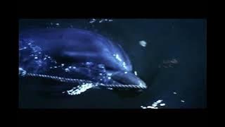 ᴇɴᴅɪɴɢ ꜱᴄᴇɴᴇ Flipper (1963)