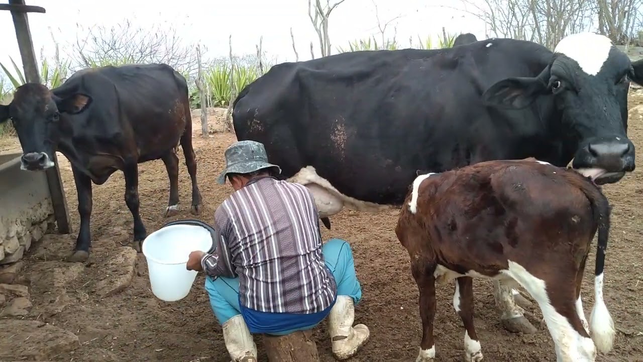 meu esposo tirando leite 🐮